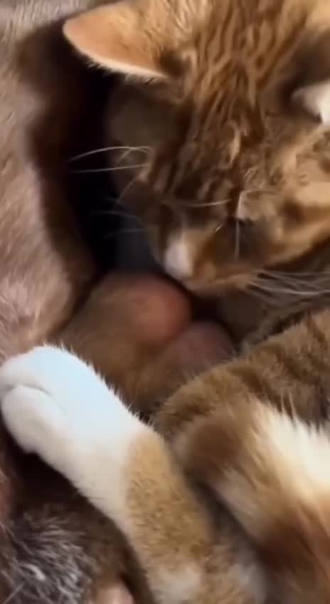 #Милые #животные #видео