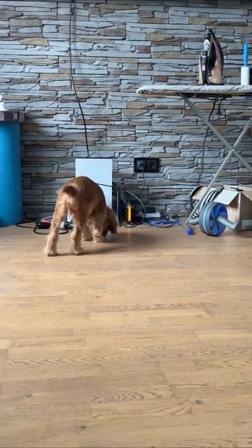 спаниель Хантер