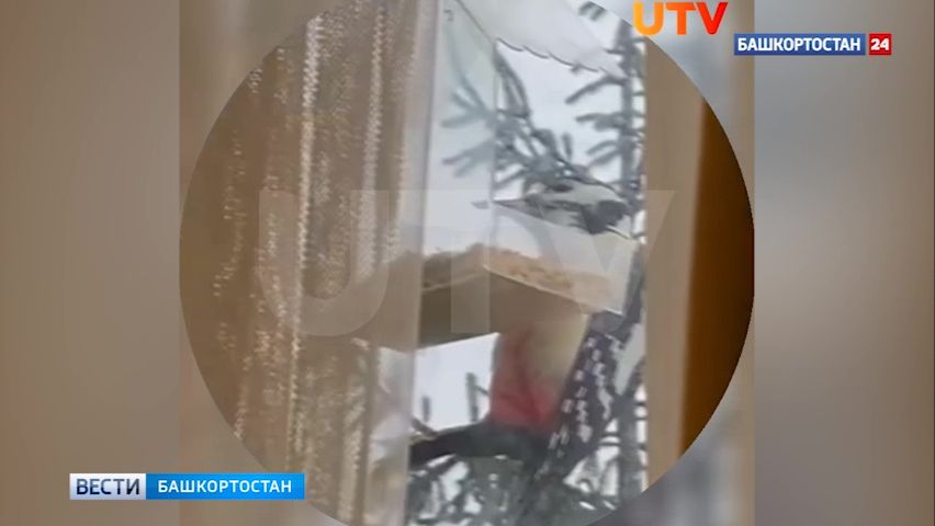 Дятел стал неожиданным гостем у жительницы Уфы