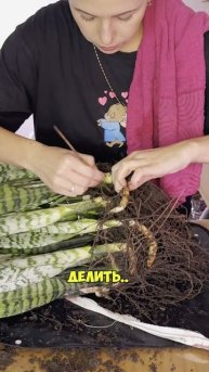 Пересадим вместе?🪴