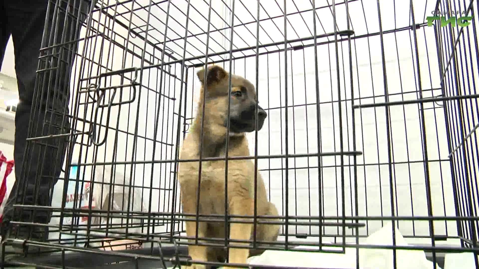 Фестиваль "Друг человека": как в Самаре помогали четвероногим найти семью и защиту