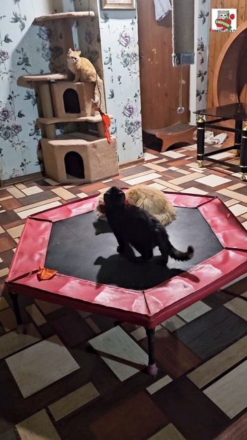 Пискунчик поблагодарил Flystar за подарки 🎁🙏❤️ и повеселил своих Любимых Зрителей шариками 🎈🪡😻