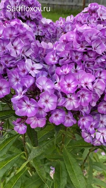 Флокс Пикси Миракл Грейс