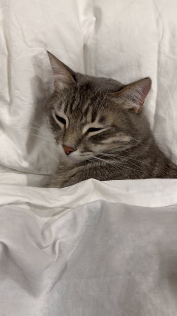 Мило спящий котик 🐱