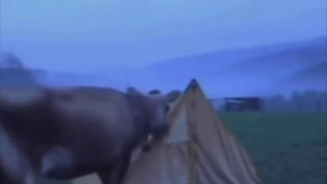 В деревне брендовые кроссовки на дороге не валяются👟🐄🤣