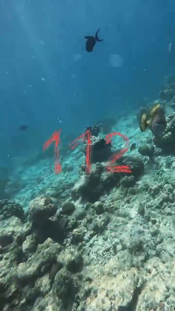 Жестокое нападение на россиянина произошло на Мальдивах — подводный гопник докопался до дайвера