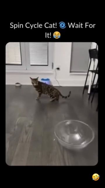 #приколы #юмор #прикол #смешно #коты #кот #кошки #котята #топ #топчик #роликдня #видеодня #лучшее #л