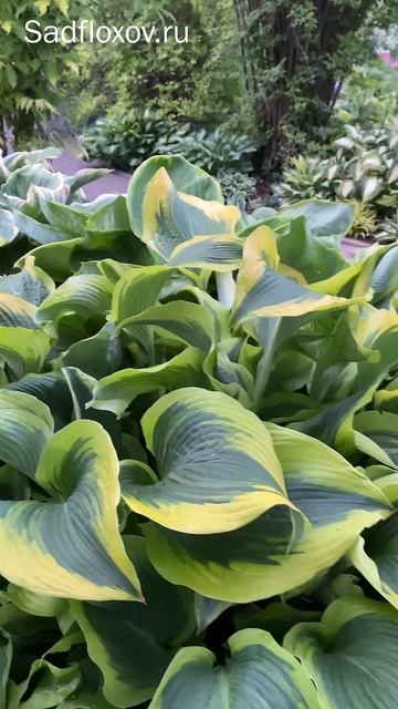 Огромная хоста Atlantis Атлантис