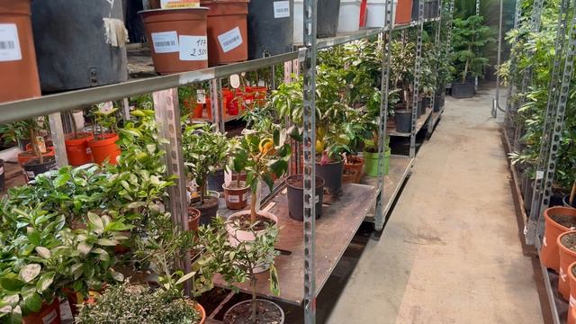 Новости Цитрус Микс