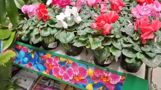 Бауцентр 🍁🔥🍂! Обзор цветочных новинок 😍#ноябрь2025