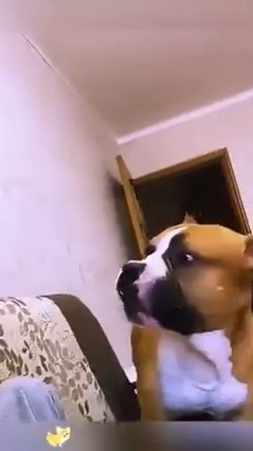 Kошки пpoтив собак