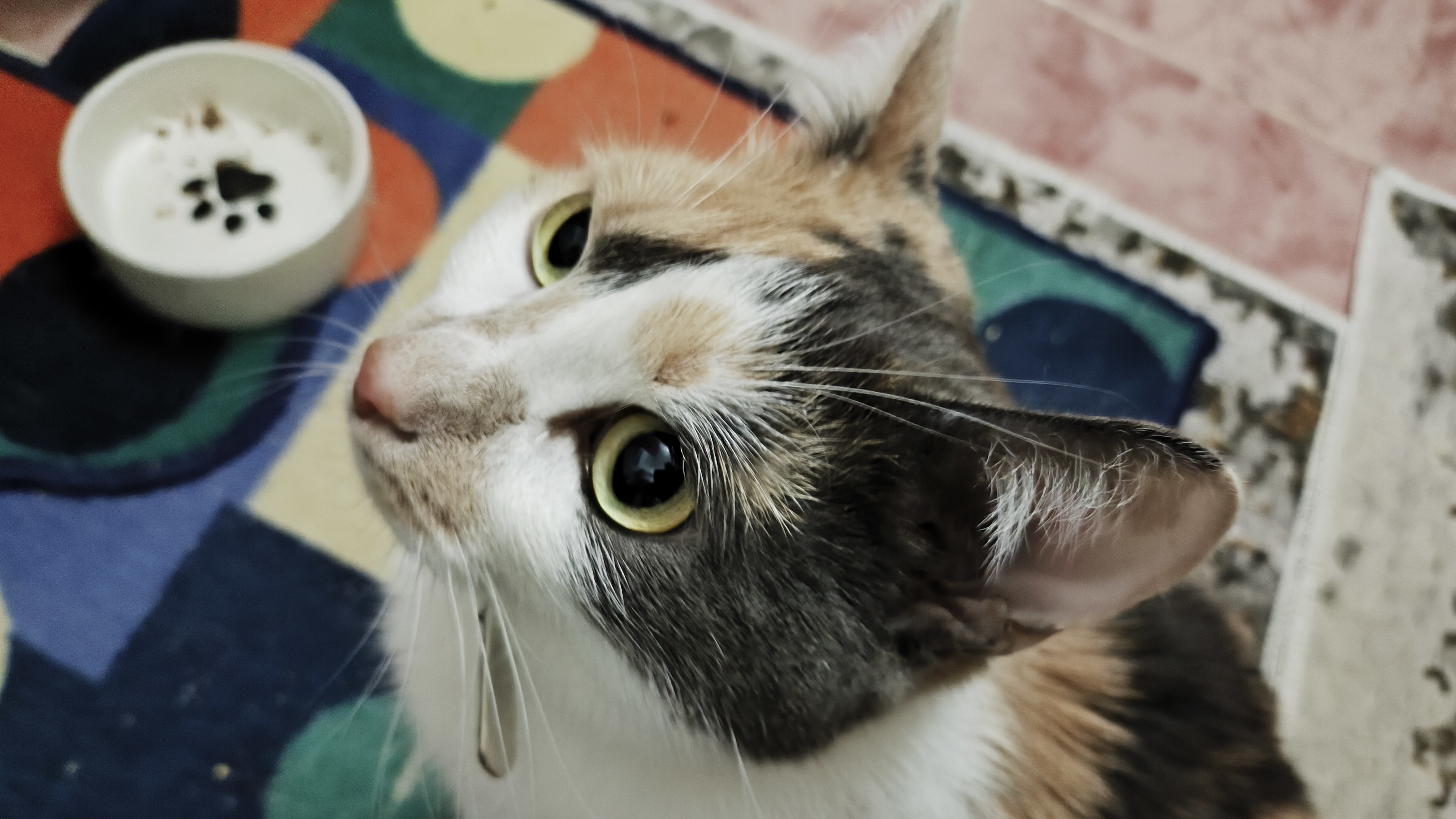 Кошкин жор 😺🫶🤣