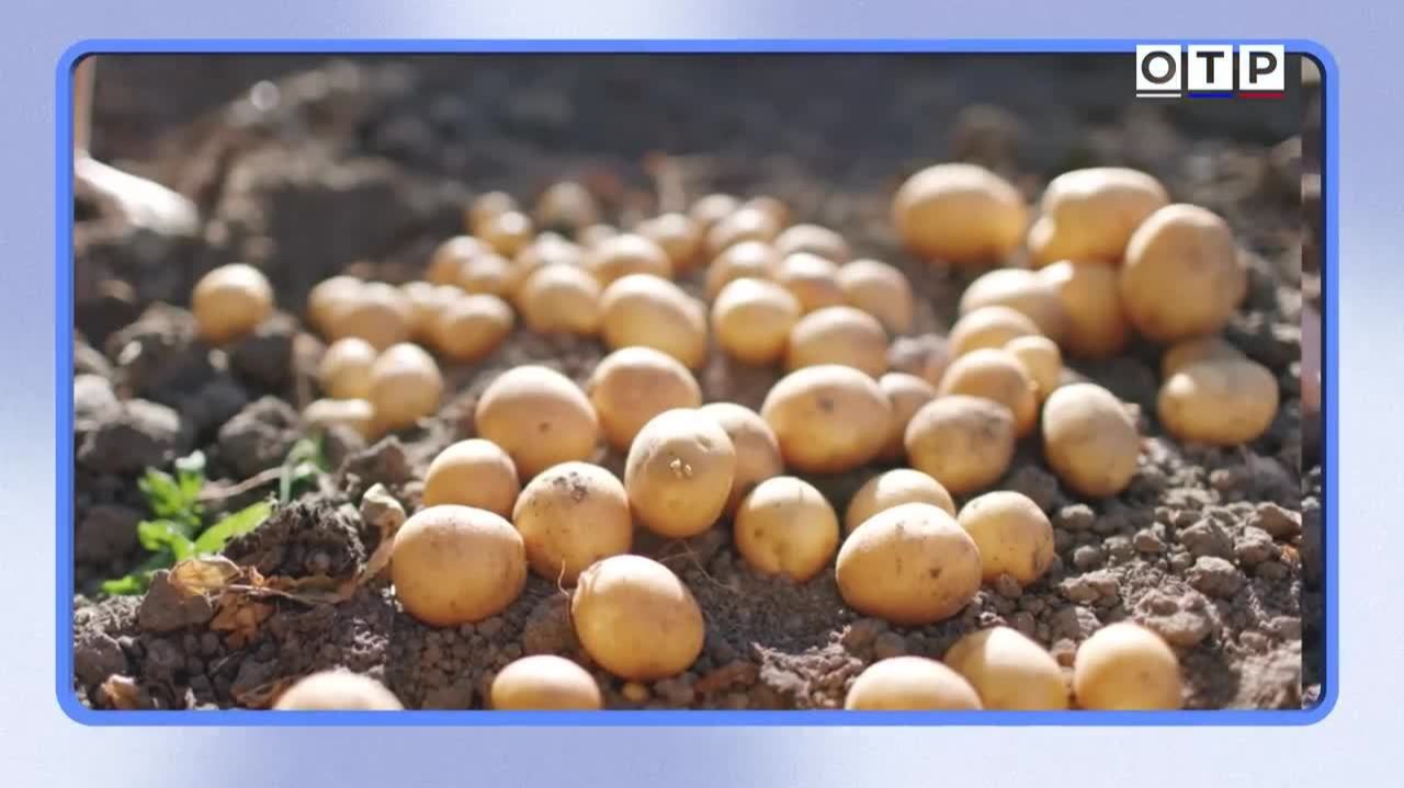 От картофеля до чипсов: как Андрей Болотов изменил русское сельское хозяйство