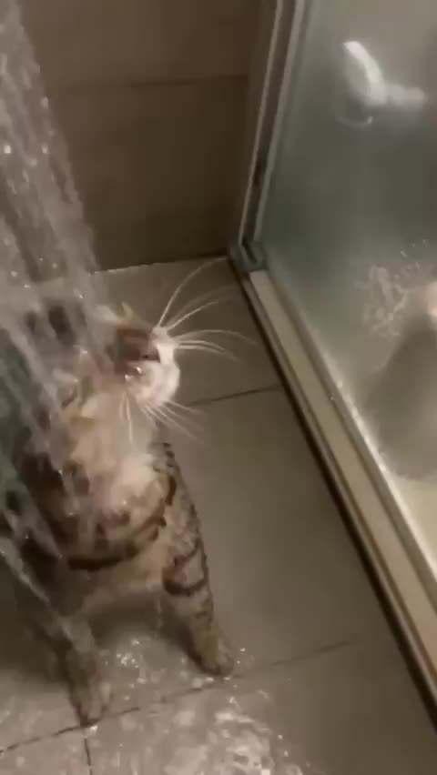 #Милые #животные #видео