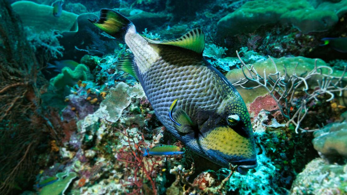 Опасная рыба напала на российского туриста на Мальдивах