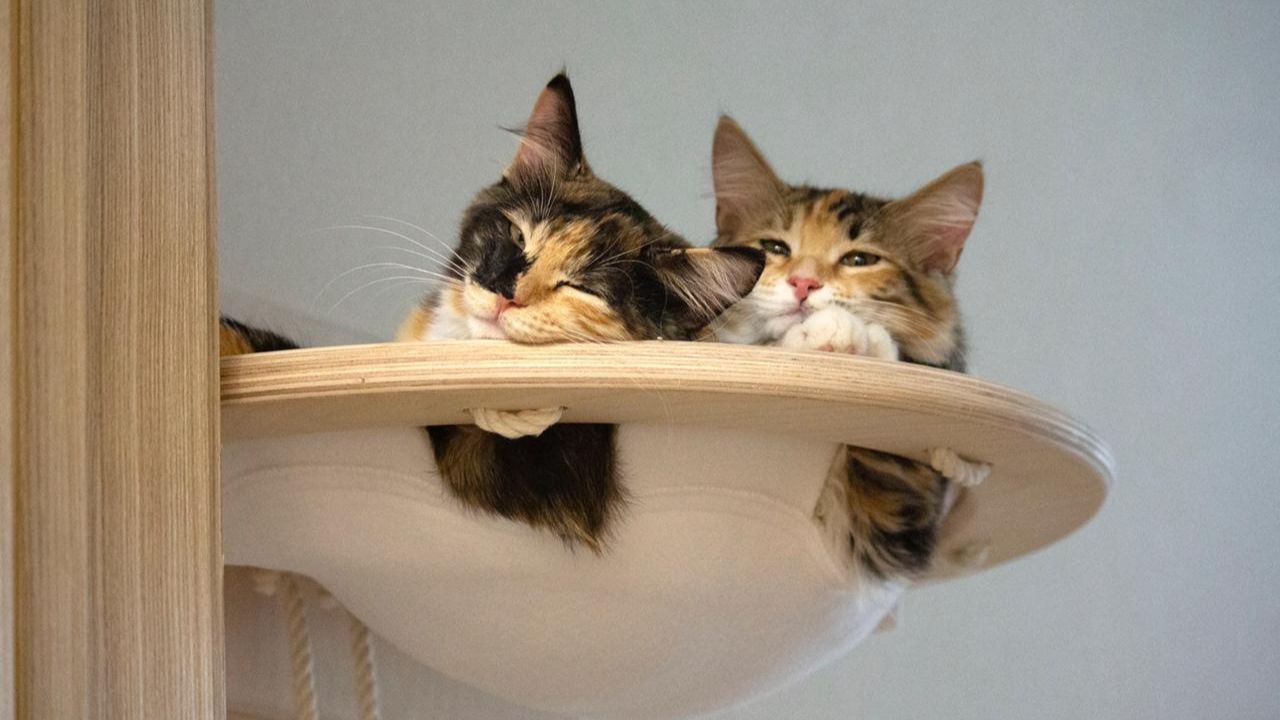 Кошкин день