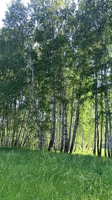 Собираем землянику 🍓 Птицы поют.