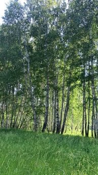 Собираем землянику 🍓 Птицы поют.