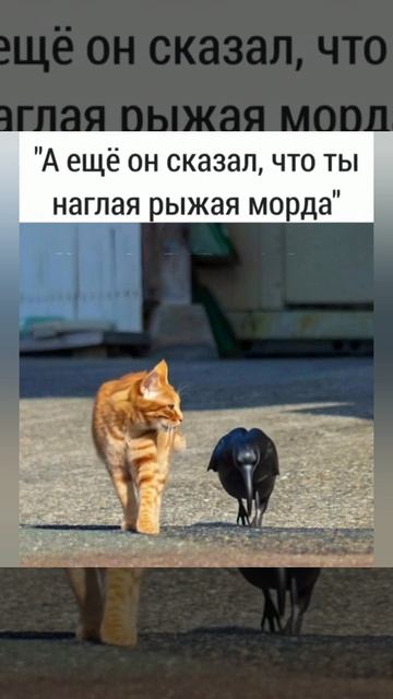 Юмор, приколы, статусы, анекдоты 🔥