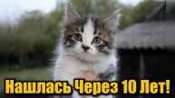Спустя 10 лет: семья нашла свою пропавшую кошку — невероятная история!