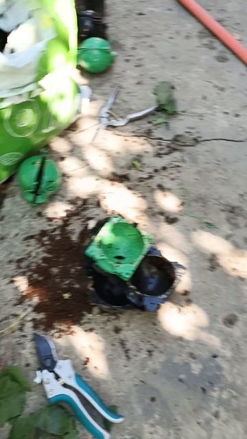 Лукашенко и Ириска, воздушные отводки для саженцев.