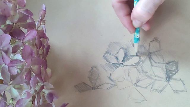 Урок, набросок гортензии с натуры.mp4