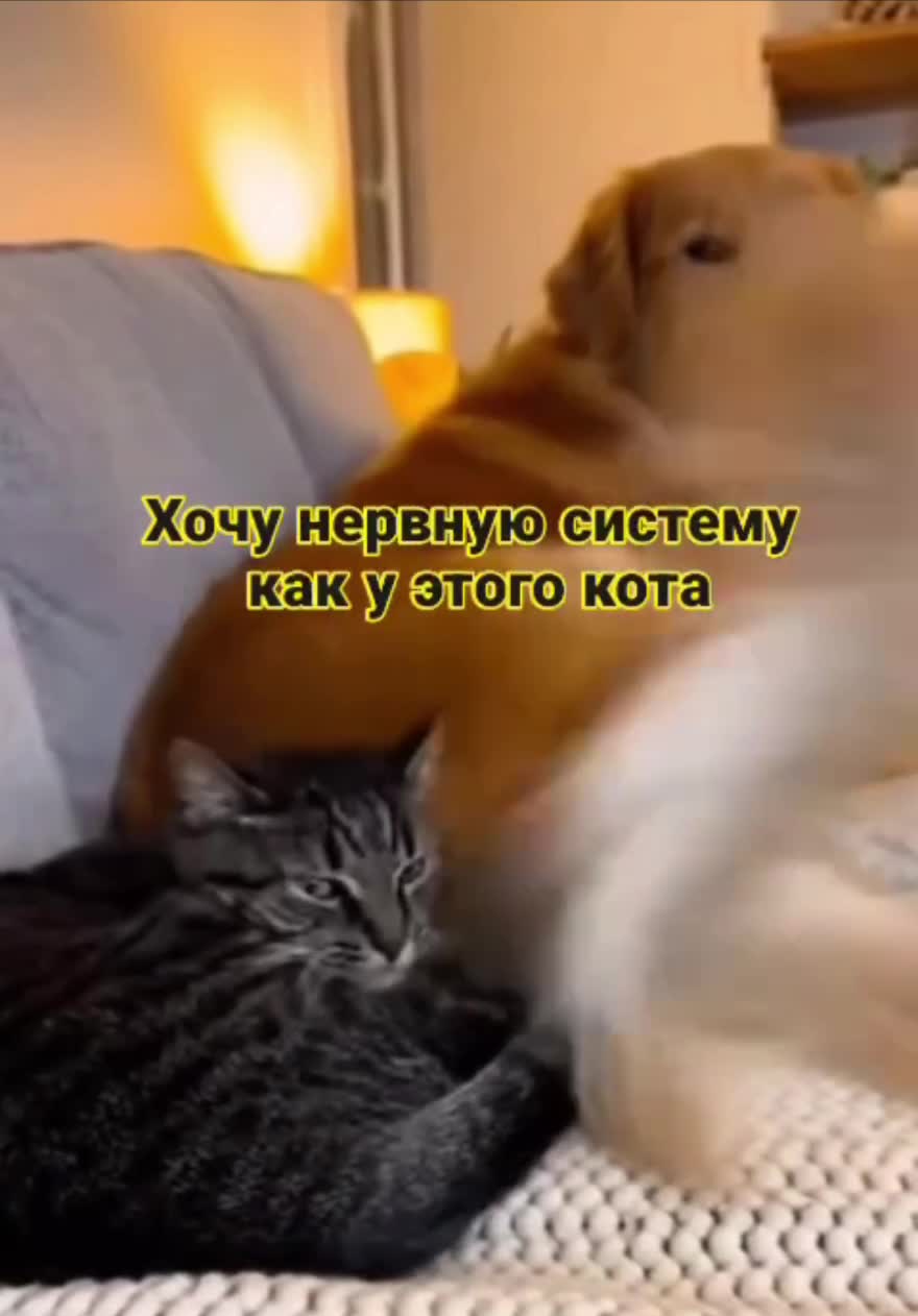 #Милые #видео #животные