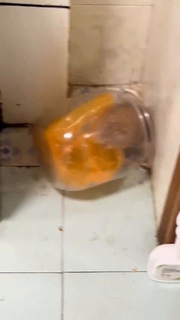 Такой маленький, а уже полностью оправдал свою поехавшую рыжую натуру