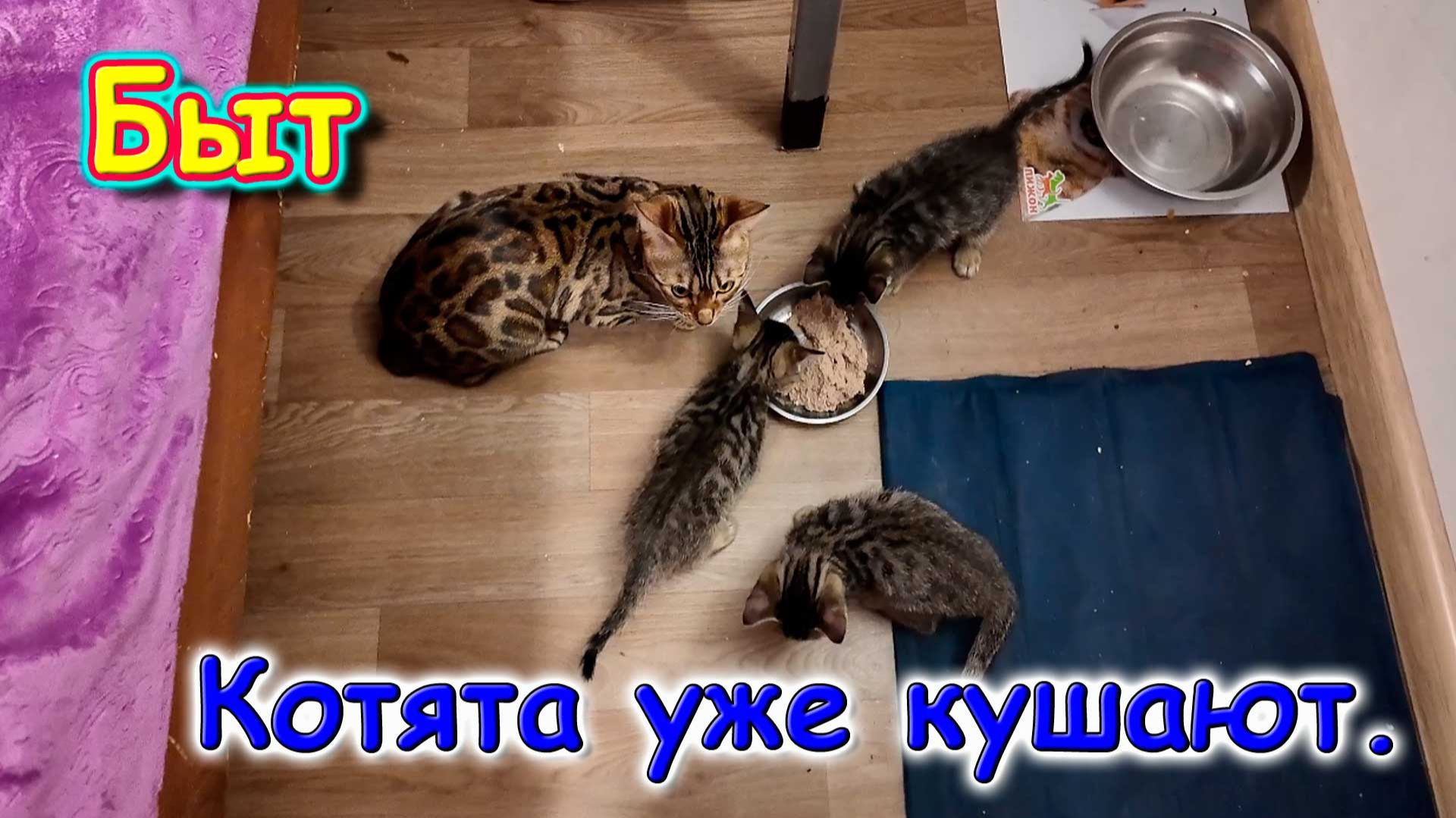 В доме тишина. Утепление трубы под домом. Бытовые дела. (11.25г.) Семья Бровченко.