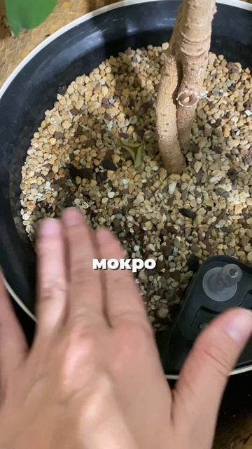 Полив зимой 🚿