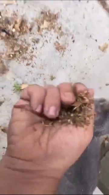 Не смей указывать чтo мне делaть, двуногий!