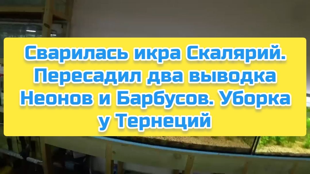 Сварилась икра Скалярий. Пересадил два выводка Неонов и Барбусов. Уборка у Тернеций