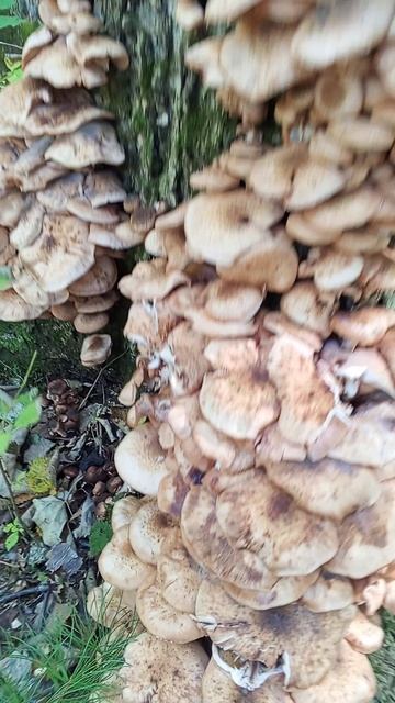 не за грибами