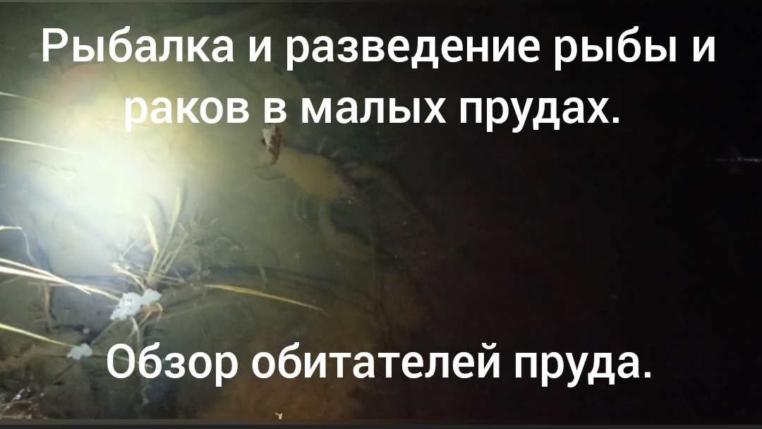 Рыбалка и разведение рыбы в малых прудах - обзор обитателей пруда.