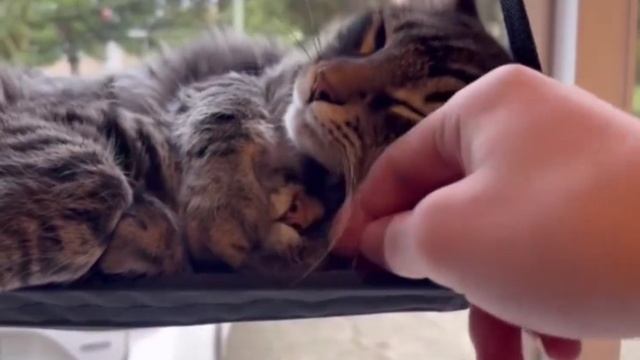 VID_20251123_233537_736.mp4