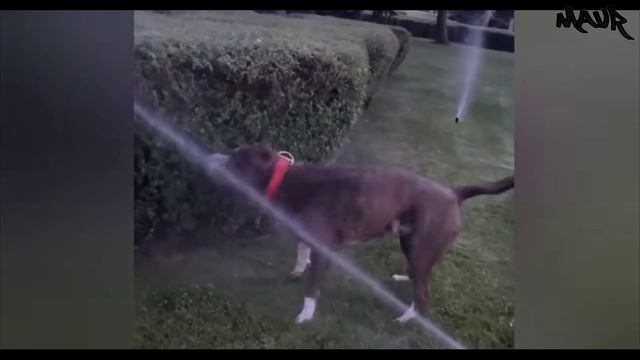 Смешные видео с КОШКАМИ🐱 и СОБАКАМИ🐶