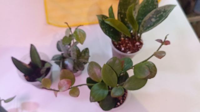 Девочки 🤗🤗❤🌱НОВЫЕ ПОКУПОЧКИ !ТЕПЕРЬ У МЕНЯ БУДУТ ВОТ ТАКИЕ ВОТ ХОЙКИ!❤🌺🌺🌺☘️🍀🍀🍀🍀
#хойя