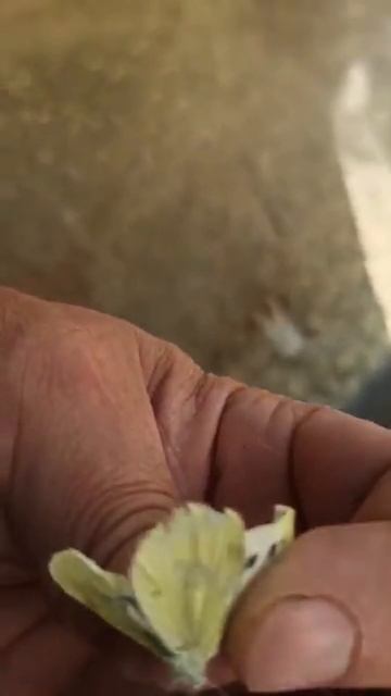 БАБОЧКА БЕЛОКРЫЛКА ВРЕДИТЕЛЬ В САДУ