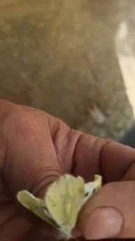 БАБОЧКА БЕЛОКРЫЛКА ВРЕДИТЕЛЬ В САДУ