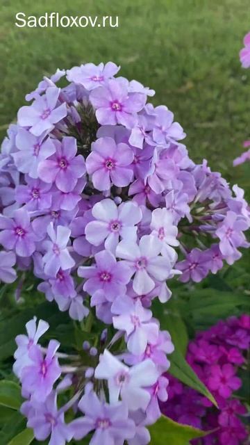 Мой светло-сиреневый сеянец