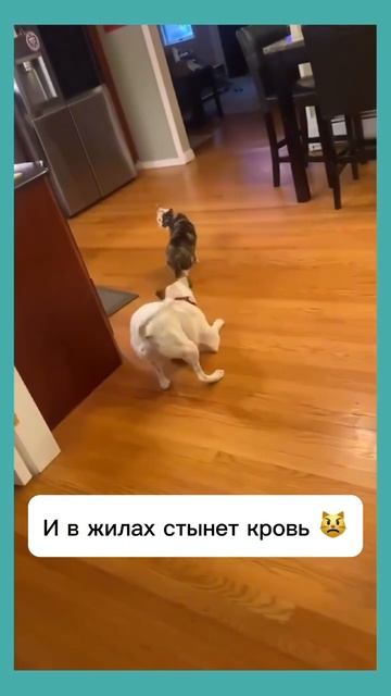 Опасный зверь