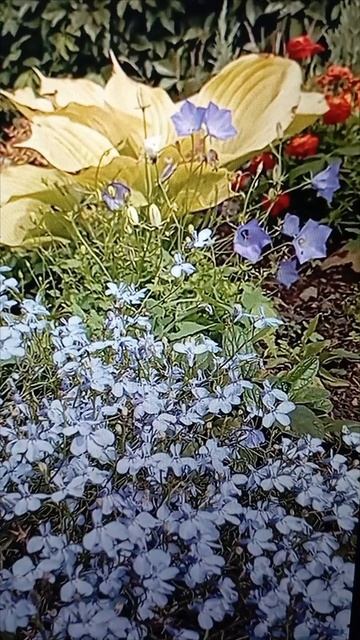 Колокольчик карпатский и лобелия на фоне хосты «Тортилла Чип»