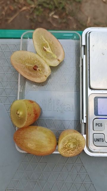 Акселона селекции Донского казачества.