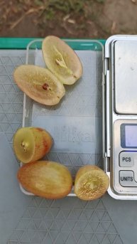 Акселона селекции Донского казачества.