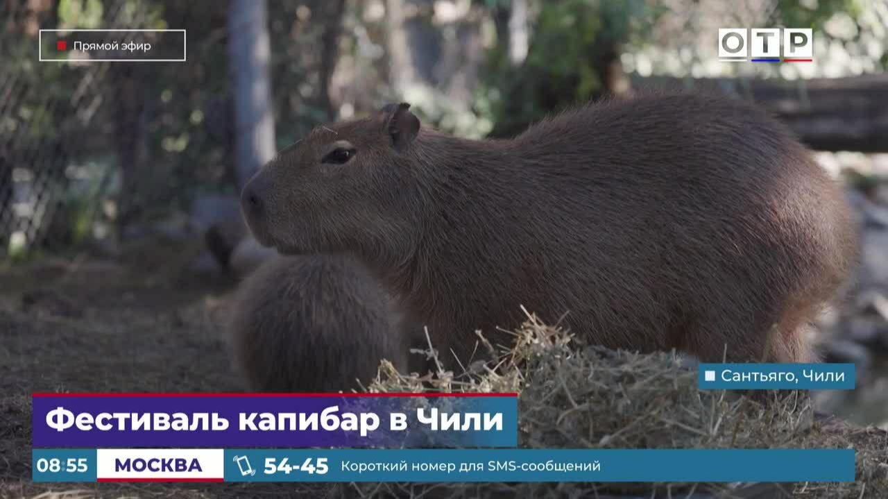 Фестиваль капибар в Чили