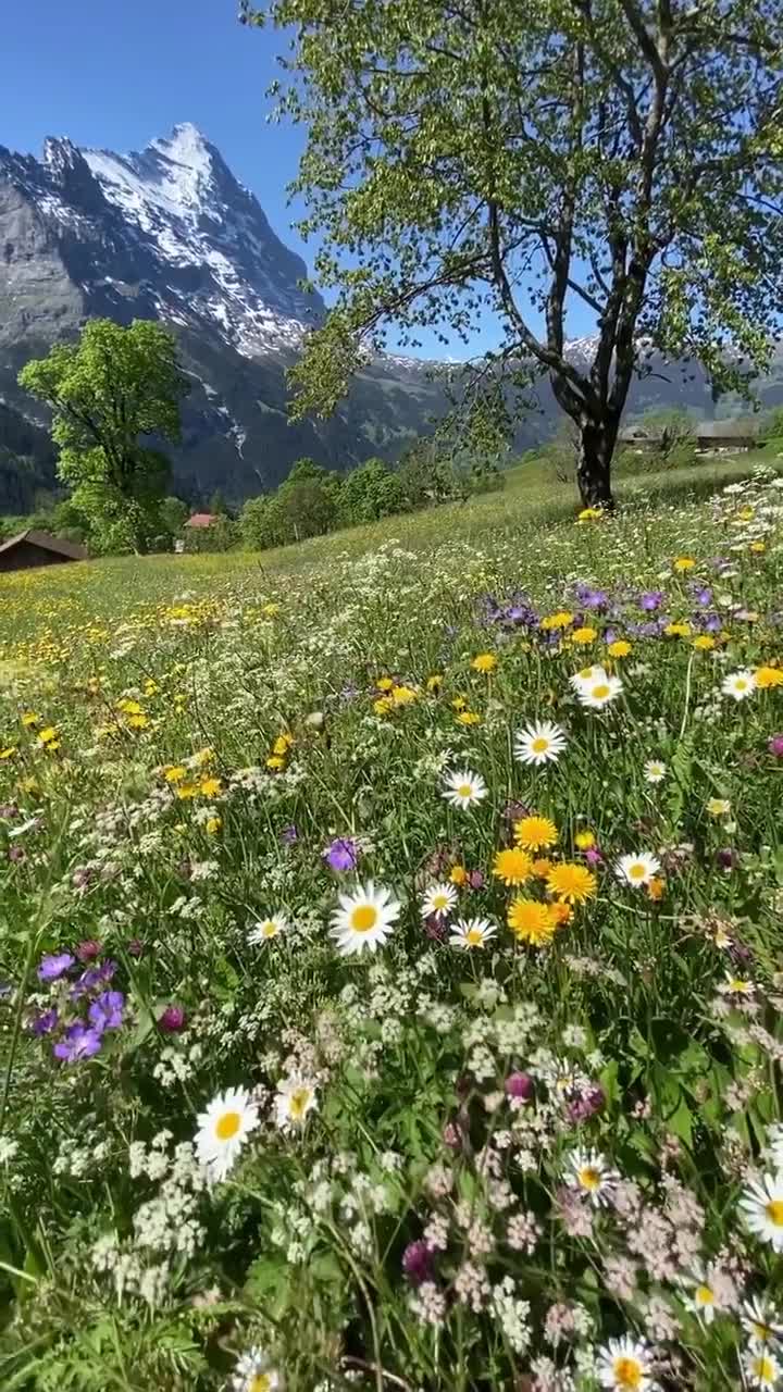 #природа #лужайка #цветы #горы