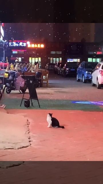 В Китае засняли котейку, который впервые в жизни увидел снег и с восторгом пытался ловить снежинки😍