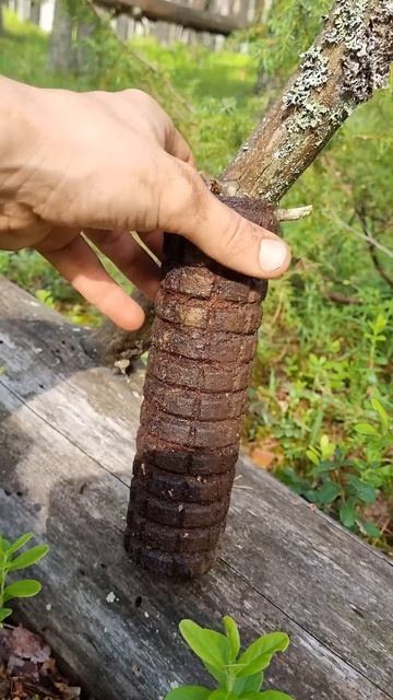 Финская растяжка кукуруза,  раскопки по войне