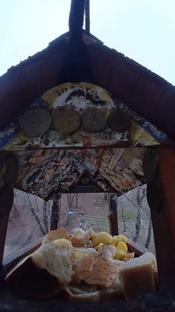 1000005333.mp4Кормушка.24.11.2025г.