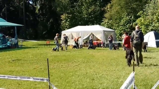 Выставка Фестиваль шнауцеров 18.05.2018